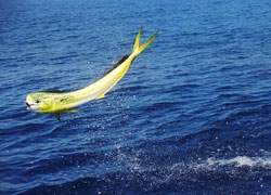 Costa Rica Fishing Charters & Vacations