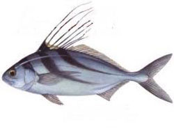 Costa Rica Fishing Charters Rooster Fish