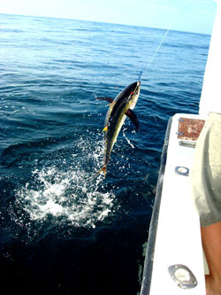 Deep Sea Fishing Charters in Clearwater, Tampa, St. Pete and Surrounding Areas