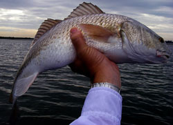 Flats Fishing Charters in Clearwater, Tampa, St. Pete and Surrounding Areas