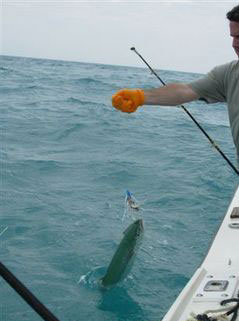 Pass-a-Grille, FL Flats Fishing Charter
